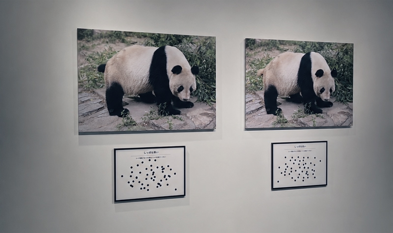 展示イメージ 1